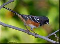 _2SB1355 spotted towhee